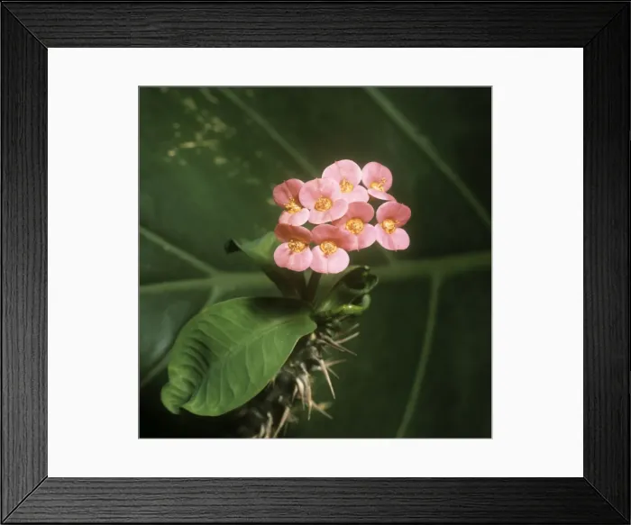 Framed Print : Picture No. 10849730 Framed Print : Picture No. 10849730