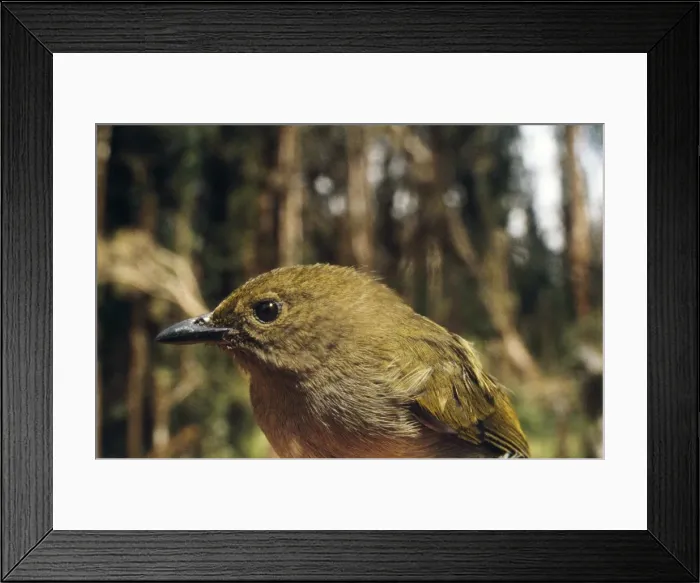 Framed Print : Picture No. 10849810
