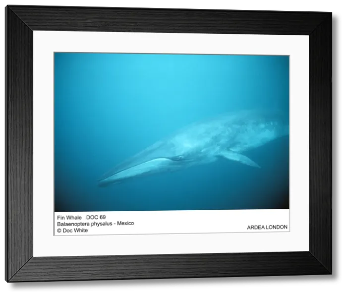 Framed Print : Picture No. 10849902 Framed Print : Picture No. 10849902