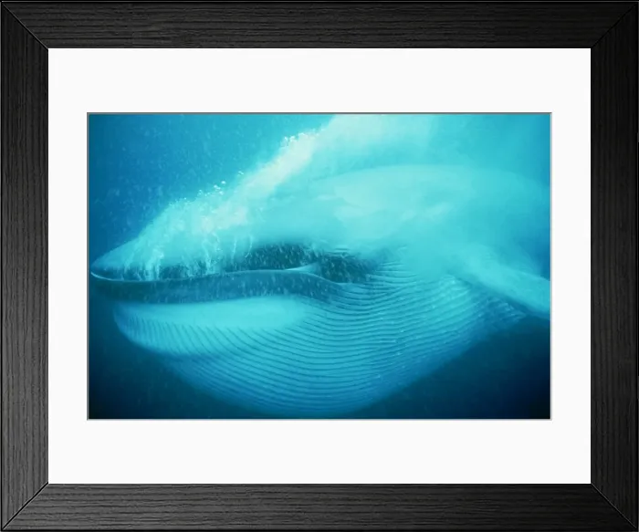 Framed Print : Picture No. 10849890 Framed Print : Picture No. 10849890