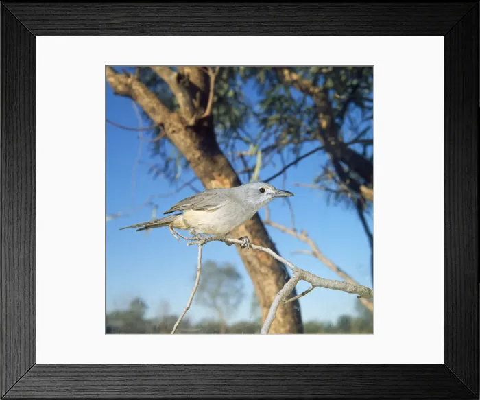 Framed Print : Picture No. 10849911 Framed Print : Picture No. 10849911