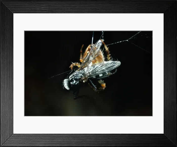Framed Print : Picture No. 10849943 Framed Print : Picture No. 10849943