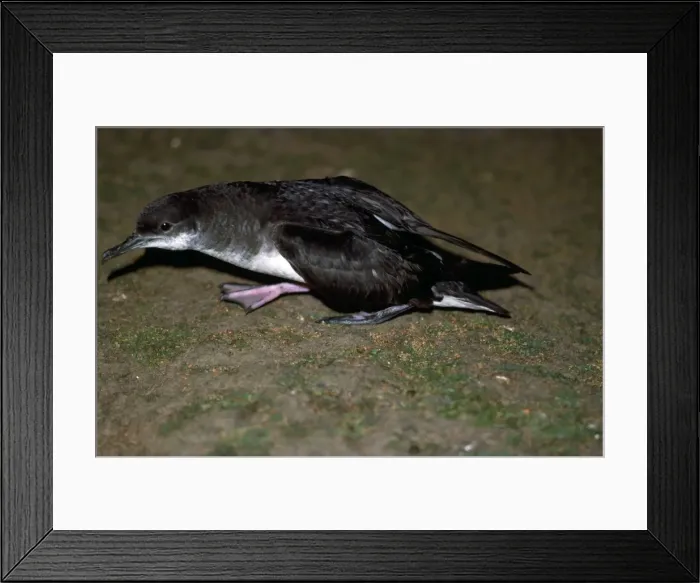 Framed Print : Picture No. 10849951 Framed Print : Picture No. 10849951