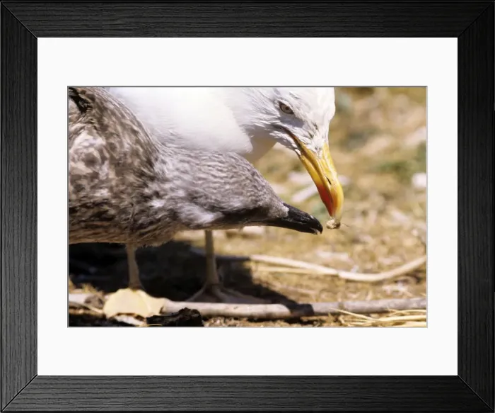 Framed Print : Picture No. 10849926 Framed Print : Picture No. 10849926