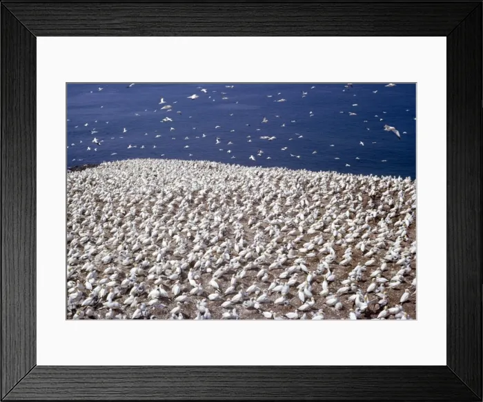 Framed Print : Picture No. 10849917