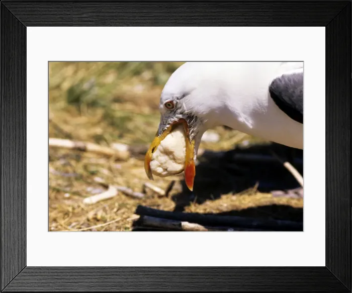 Framed Print : Picture No. 10849925 Framed Print : Picture No. 10849925