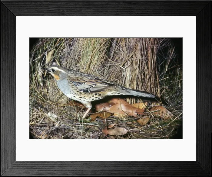 Framed Print : Picture No. 10850117 Framed Print : Picture No. 10850117