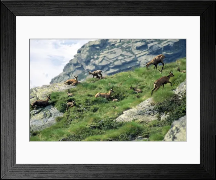 Framed Print : Picture No. 10850024 Framed Print : Picture No. 10850024
