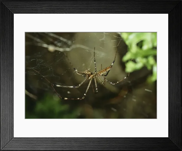 Framed Print : Picture No. 10850067 Framed Print : Picture No. 10850067