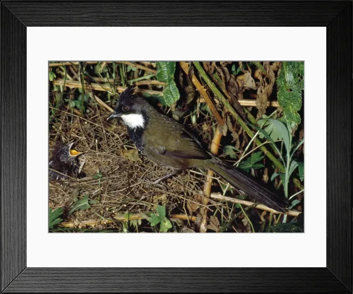 Framed Print : Picture No. 10850113