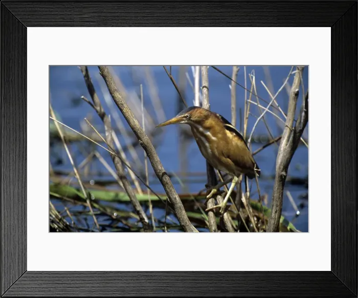 Framed Print : Picture No. 10851235 Framed Print : Picture No. 10851235