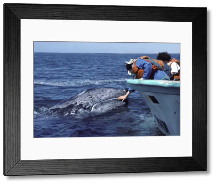 Framed Print : Picture No. 10850131 Framed Print : Picture No. 10850131