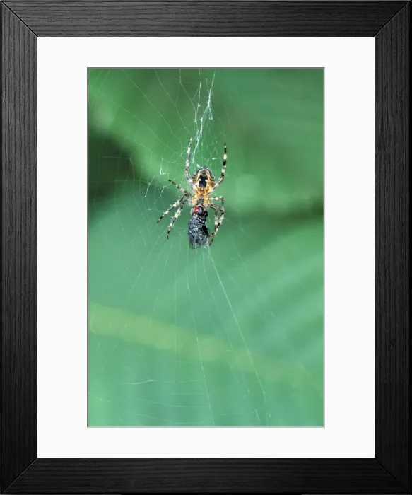 Framed Print : Picture No. 10851256 Framed Print : Picture No. 10851256