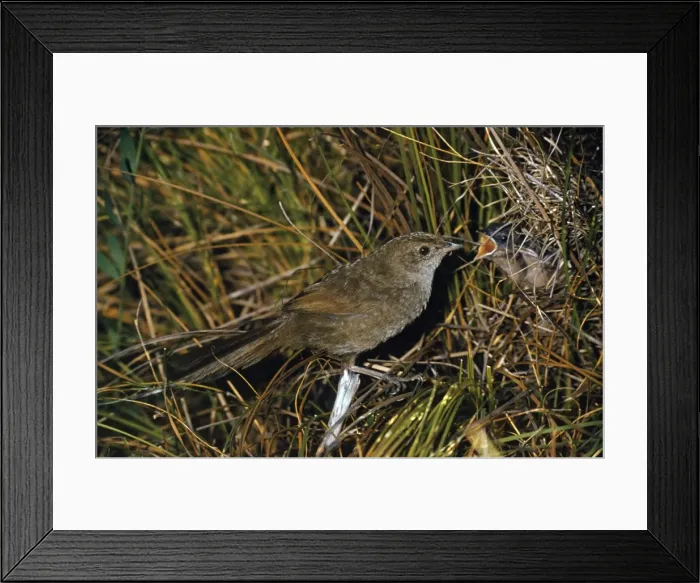Framed Print : Picture No. 10850114 Framed Print : Picture No. 10850114