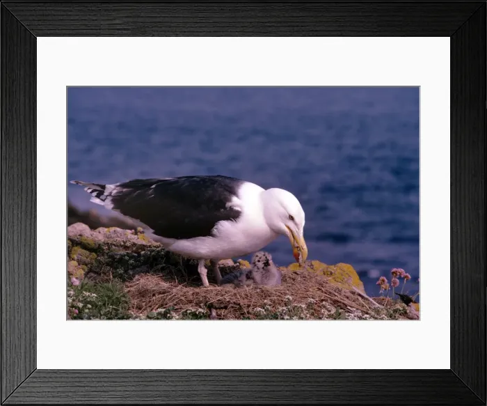 Framed Print : Picture No. 10851295 Framed Print : Picture No. 10851295