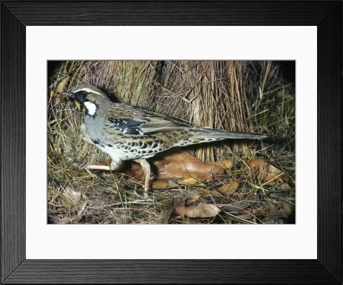 Framed Print : Picture No. 10850118 Framed Print : Picture No. 10850118