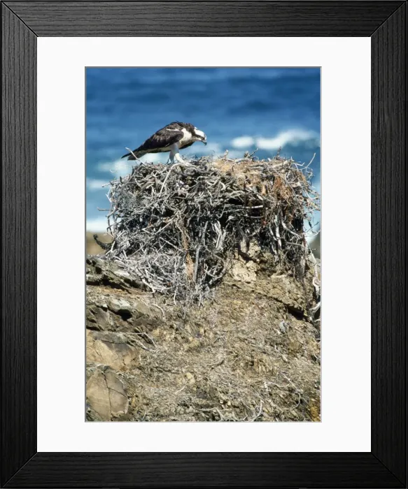 Framed Print : Picture No. 10850146 Framed Print : Picture No. 10850146