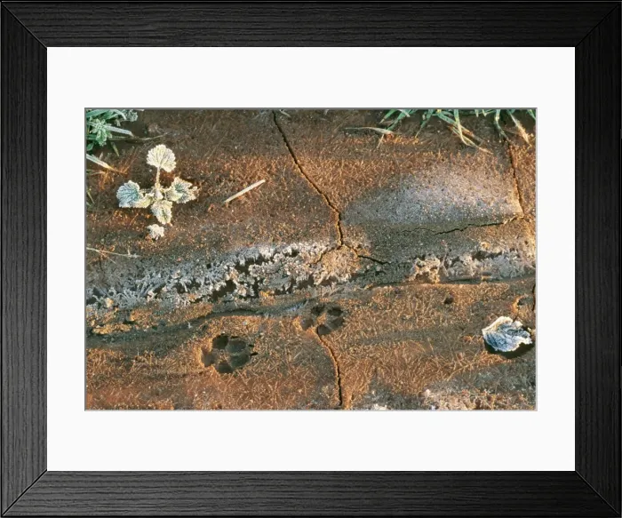 Framed Print : Picture No. 10851349 Framed Print : Picture No. 10851349
