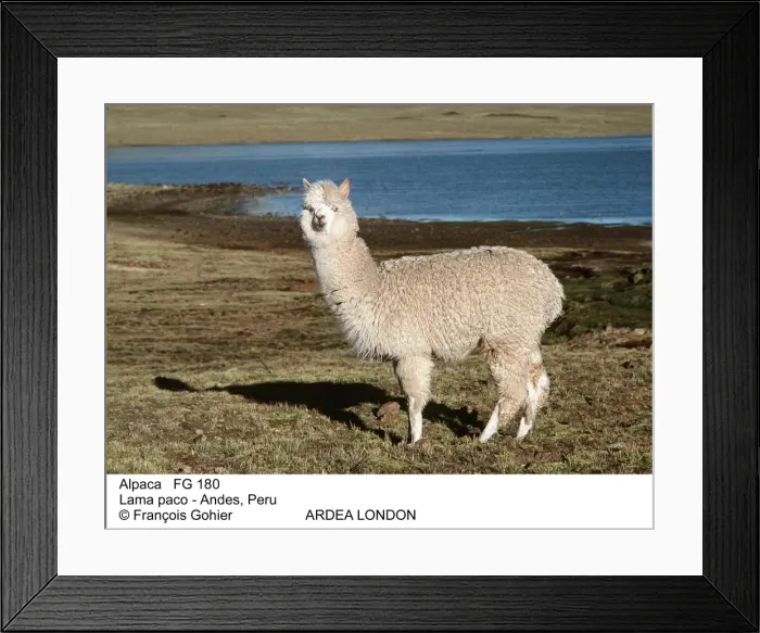 Framed Print : Picture No. 10850193 Framed Print : Picture No. 10850193