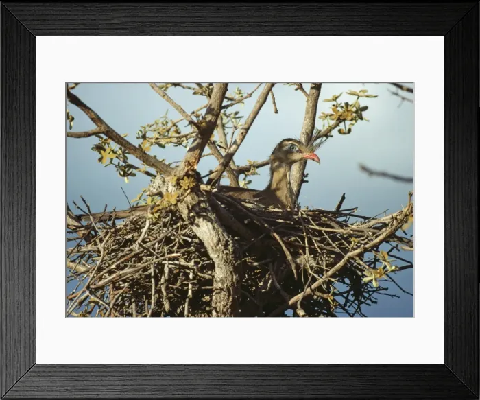 Framed Print : Picture No. 10850187 Framed Print : Picture No. 10850187