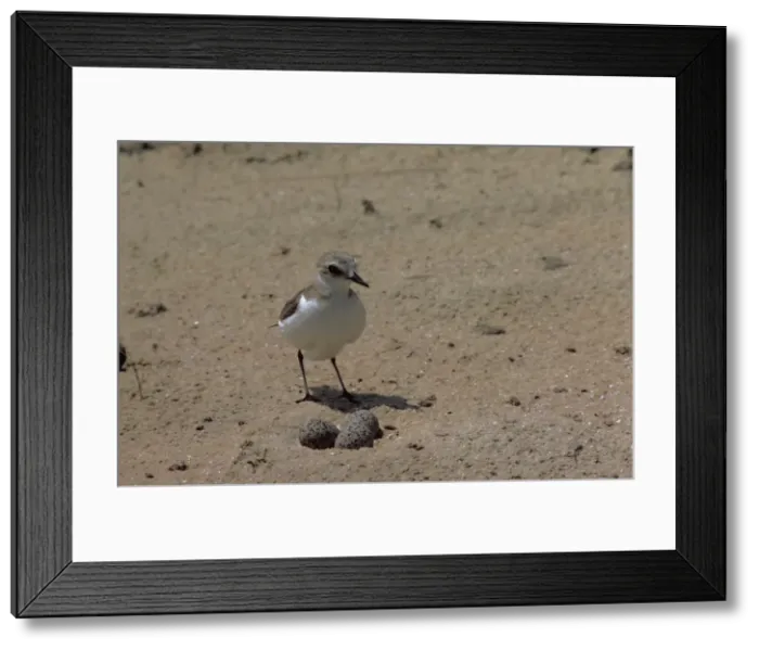 Framed Print : Picture No. 10851282 Framed Print : Picture No. 10851282