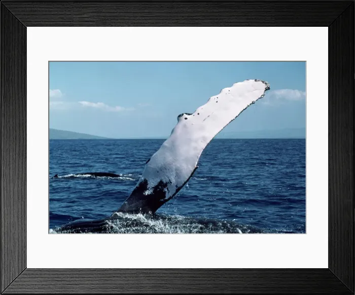 Framed Print : Picture No. 10850141 Framed Print : Picture No. 10850141
