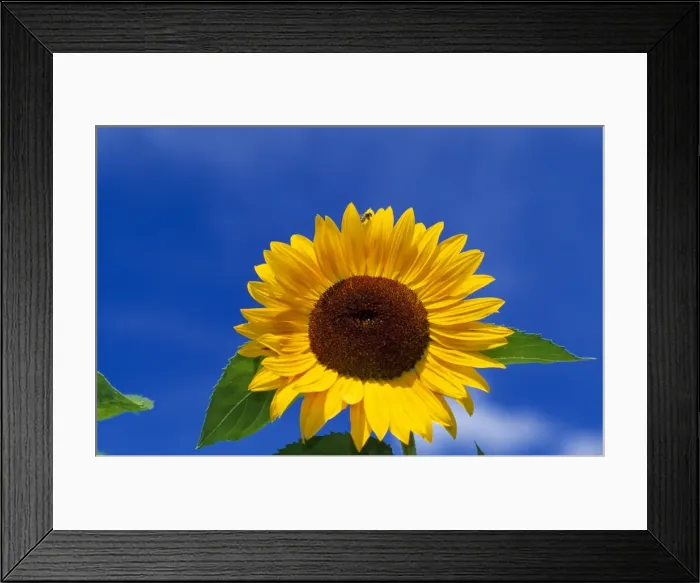 Framed Print : Picture No. 10851351 Framed Print : Picture No. 10851351