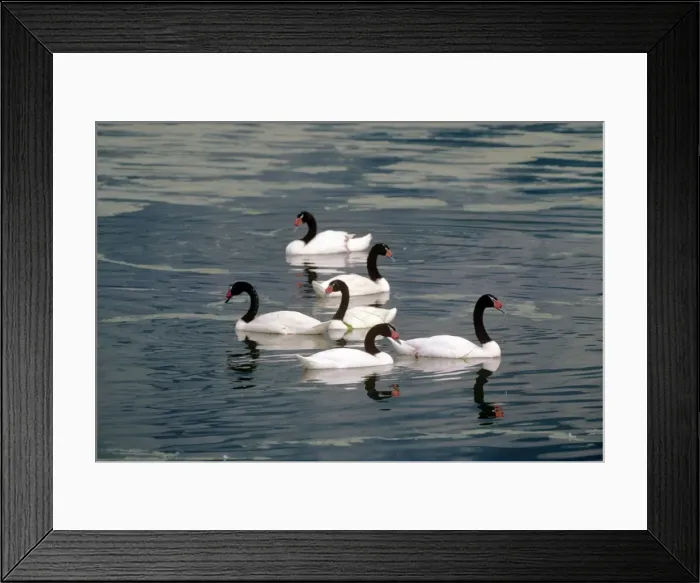Framed Print : Picture No. 10850270