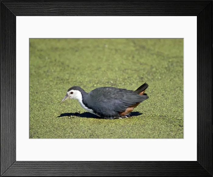 Framed Print : Picture No. 10851309 Framed Print : Picture No. 10851309