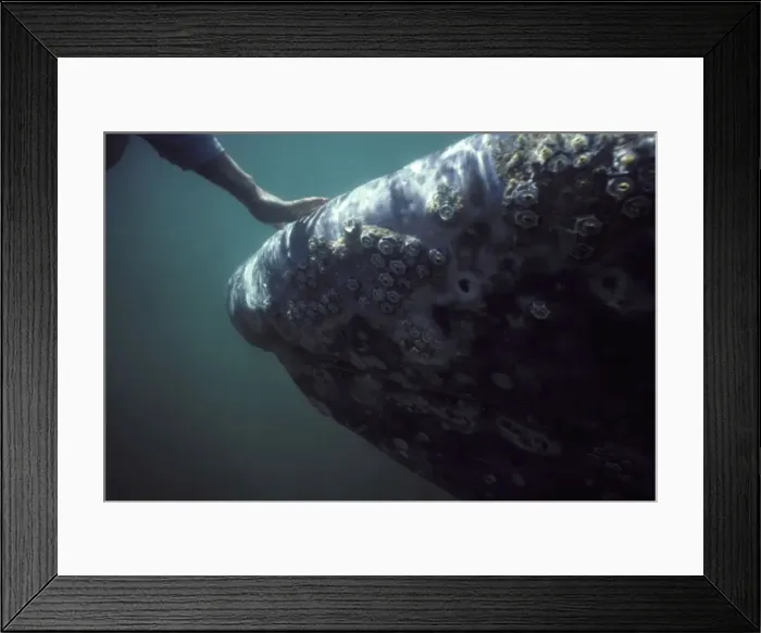 Framed Print : Picture No. 10850230 Framed Print : Picture No. 10850230
