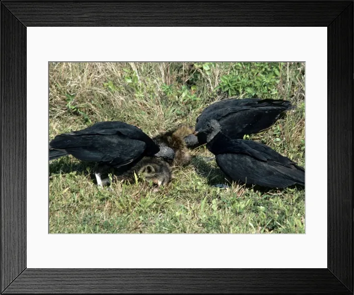 Framed Print : Picture No. 10851312 Framed Print : Picture No. 10851312