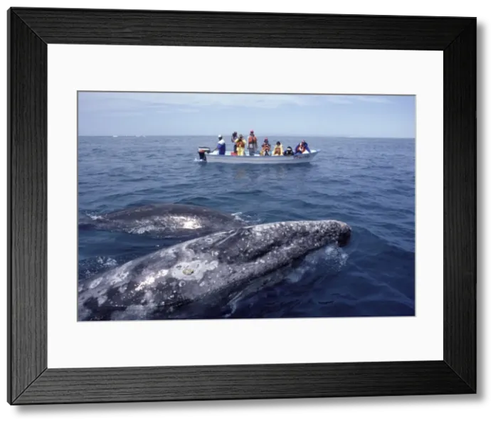 Framed Print : Picture No. 10850271 Framed Print : Picture No. 10850271