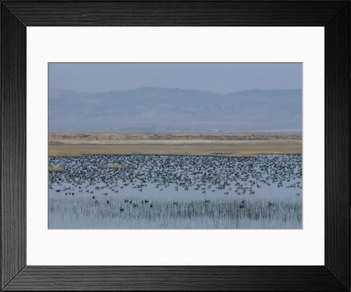 Framed Print : Picture No. 10851314 Framed Print : Picture No. 10851314
