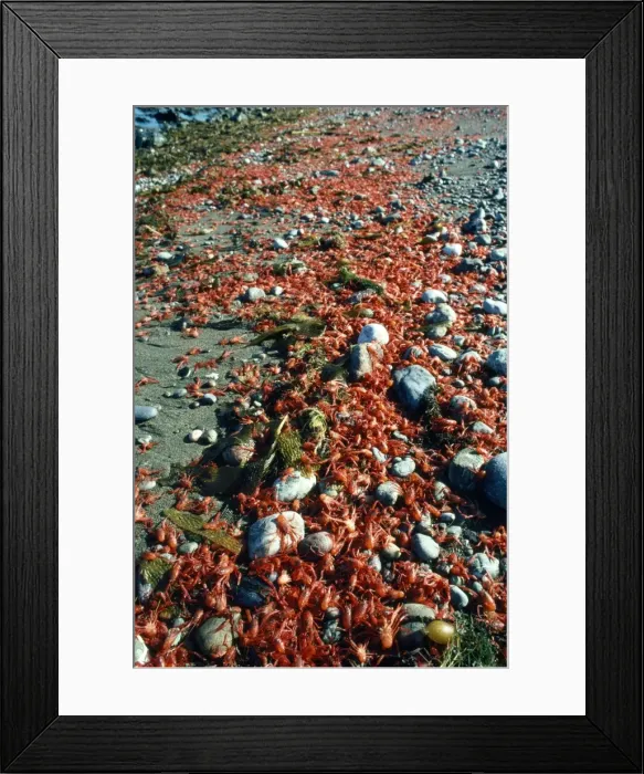 Framed Print : Picture No. 10850197 Framed Print : Picture No. 10850197
