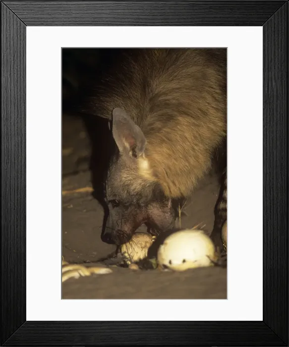 Framed Print : Picture No. 10851356 Framed Print : Picture No. 10851356