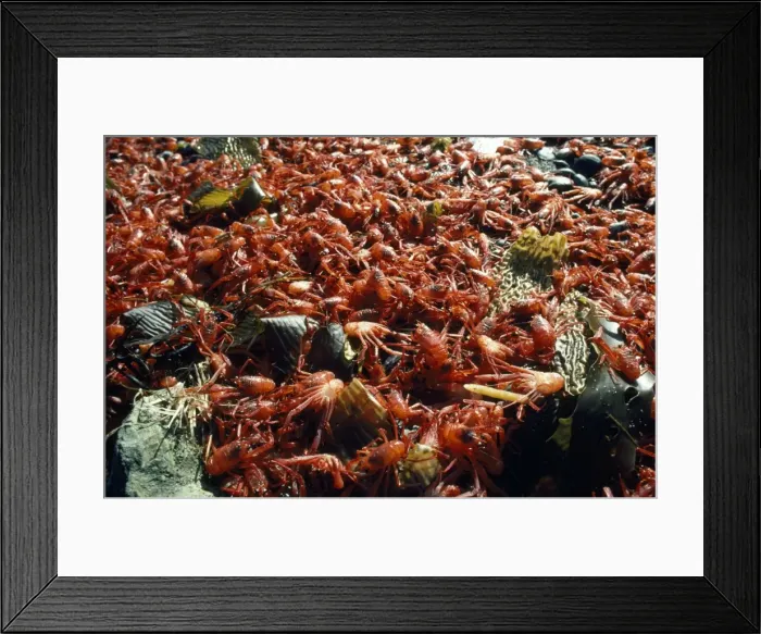 Framed Print : Picture No. 10850196 Framed Print : Picture No. 10850196