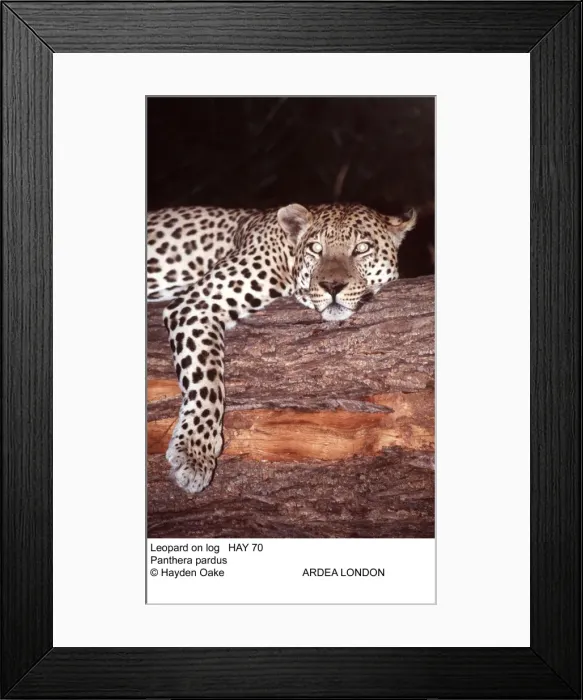 Framed Print : Picture No. 10851359