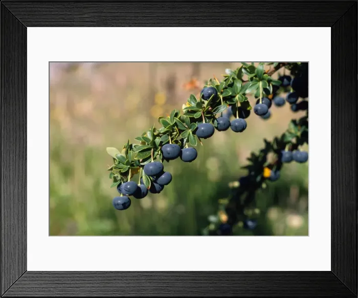Framed Print : Picture No. 10850254 Framed Print : Picture No. 10850254