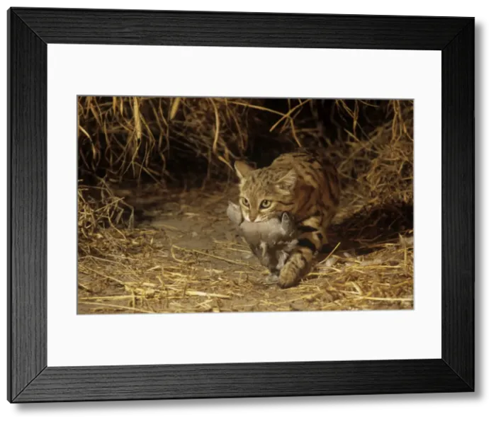 Framed Print : Picture No. 10851375 Framed Print : Picture No. 10851375