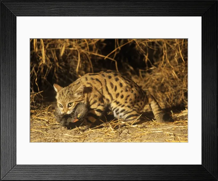 Framed Print : Picture No. 10851374 Framed Print : Picture No. 10851374