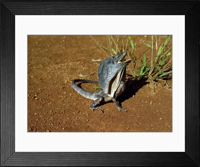 Framed Print : Picture No. 10851384