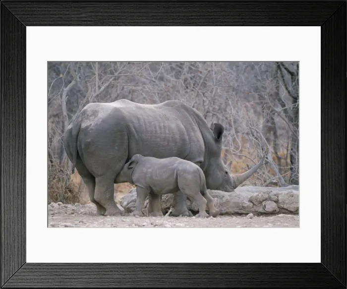 Framed Print : Picture No. 10851383 Framed Print : Picture No. 10851383