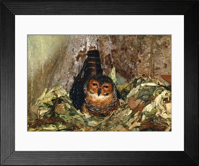 Framed Print : Picture No. 10851385 Framed Print : Picture No. 10851385