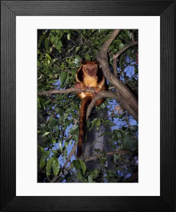 Framed Print : Picture No. 10851388