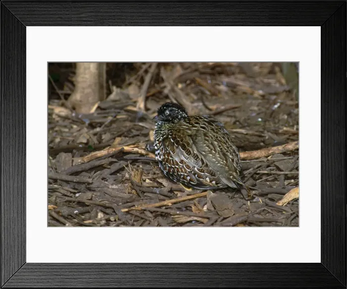 Framed Print : Picture No. 10851387 Framed Print : Picture No. 10851387