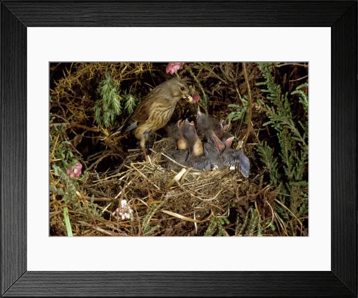 Framed Print : Picture No. 10851456 Framed Print : Picture No. 10851456