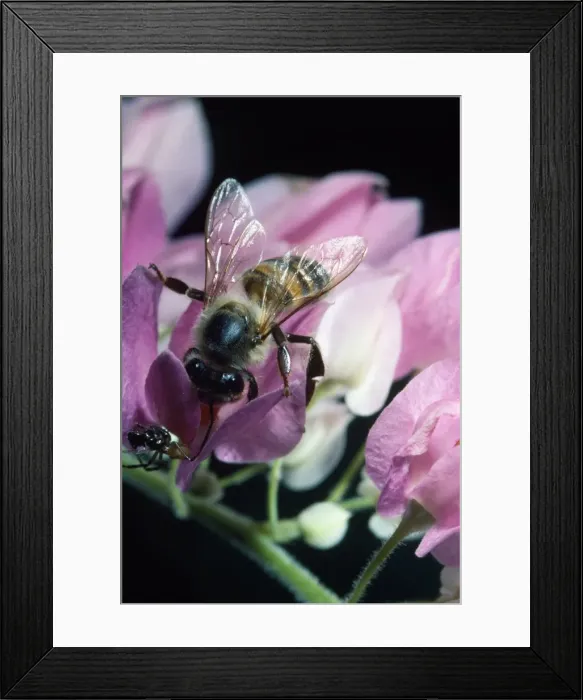 Framed Print : Picture No. 10851437 Framed Print : Picture No. 10851437
