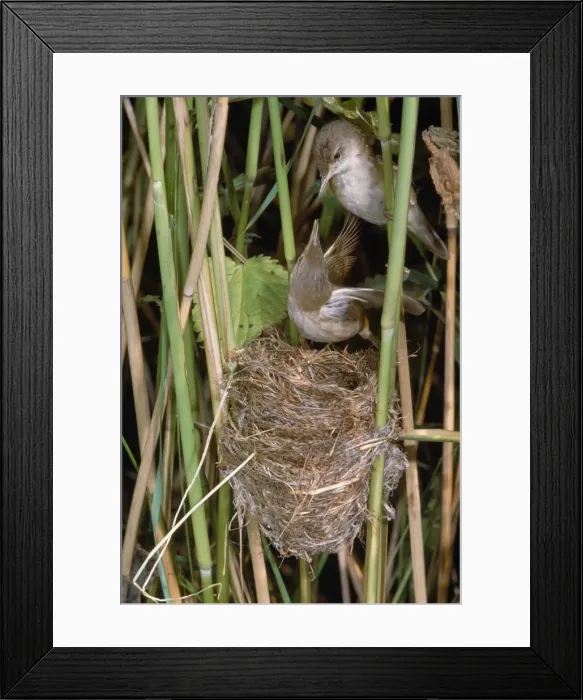Framed Print : Picture No. 10851497 Framed Print : Picture No. 10851497