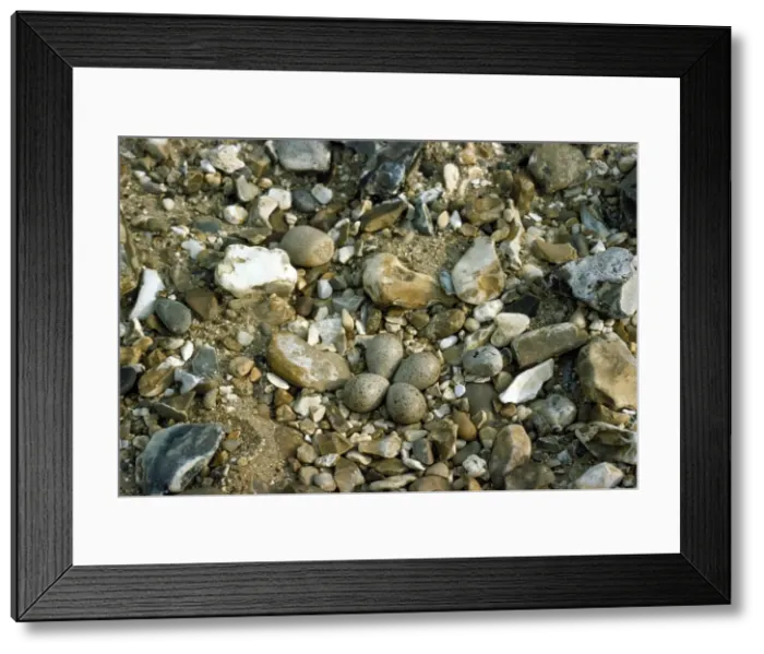 Framed Print : Picture No. 10851512 Framed Print : Picture No. 10851512