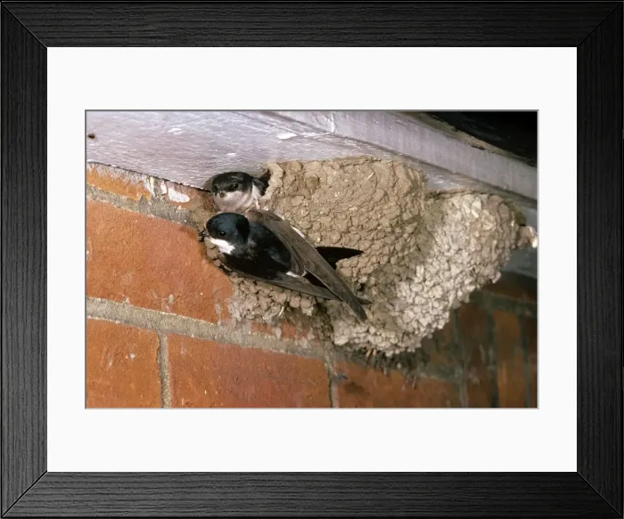 Framed Print : Picture No. 10851500 Framed Print : Picture No. 10851500